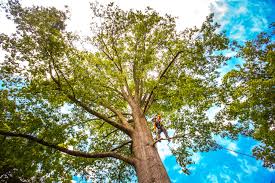 Best Tree Preservation Services  in Coudersport, PA