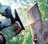 Best Utility Line Clearance  in Coudersport, PA