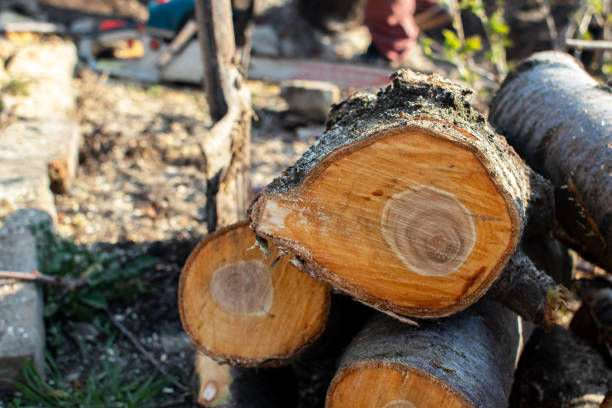 Best Firewood Processing and Delivery  in Coudersport, PA