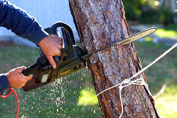 Best Hazardous Tree Removal  in Coudersport, PA