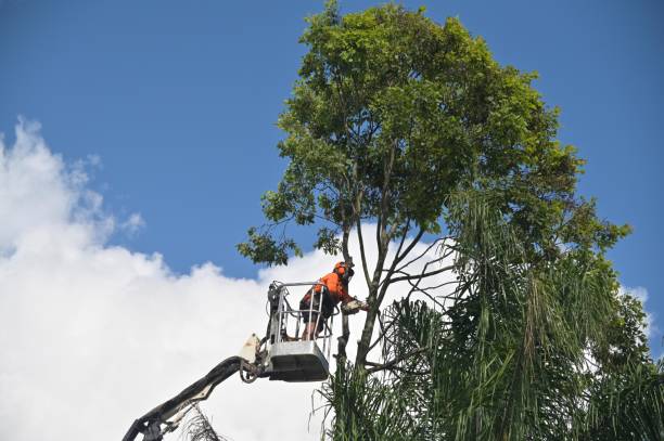 Best Tree Health Inspection  in Coudersport, PA