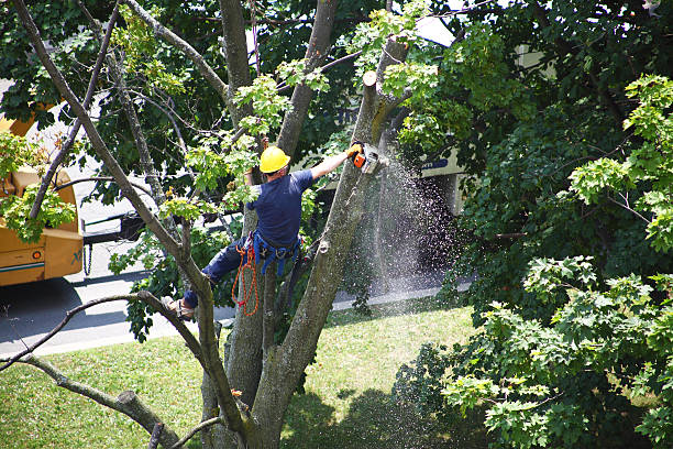 Best Emergency Tree Removal  in Coudersport, PA