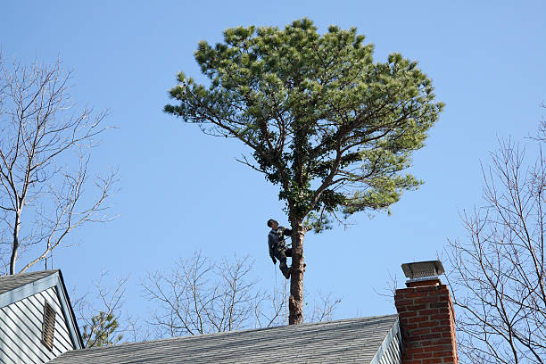 Tree and Shrub Care in Coudersport, PA