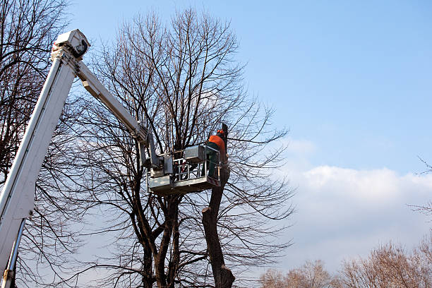 Best Tree Risk Assessment  in Coudersport, PA