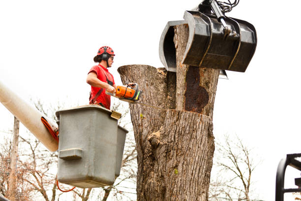 Professional Tree Care in Coudersport, PA